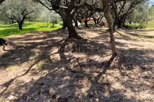 Terreno marina di camerota