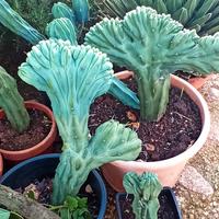 Mirtillocactus Crestato  Geometrizaus