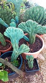 Mirtillocactus Crestato  Geometrizaus