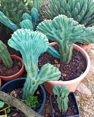 Mirtillocactus Crestato  Geometrizaus