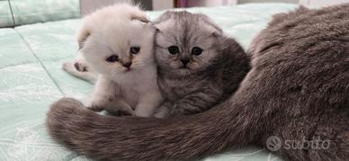 Cucciole Scottish Fold