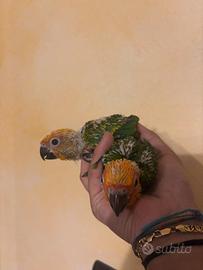 Conuri jandaya baby pulli da imbecco pappagalli