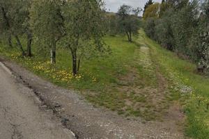 Uliveto, terreno agricolo