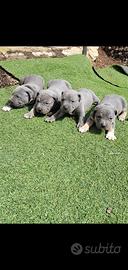 Pitbull tricolor