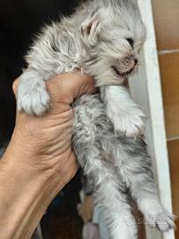Prenota il tuo chinchilla