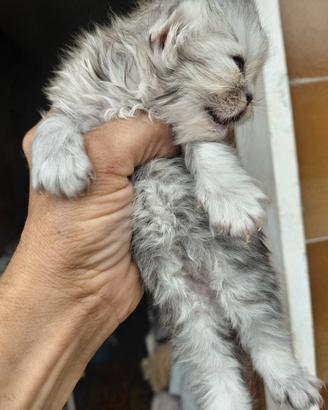 Prenota il tuo chinchilla