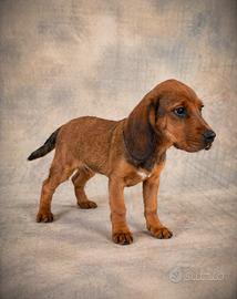 Cucciolo di Dachsbracke