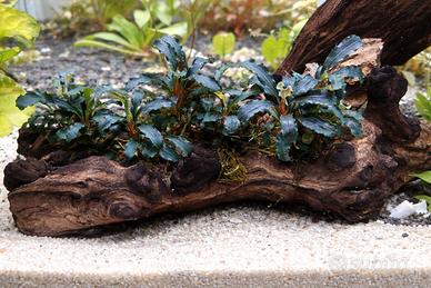Bucephalandra  con tronco grande