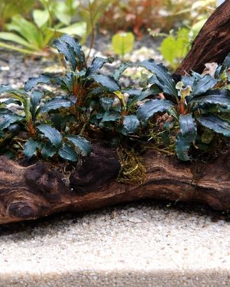 Bucephalandra  con tronco grande