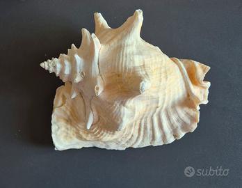 Conchiglia gigante Strombus Gigas