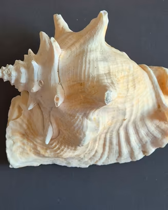 Conchiglia gigante Strombus Gigas