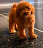 cuccioli-di-barboncino-nano-