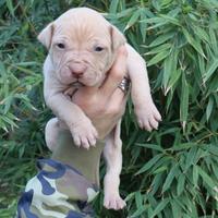 Cuccioli di american pitbull terrier