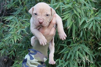 Cuccioli di american pitbull terrier