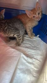 Gatti piccoli da sogno