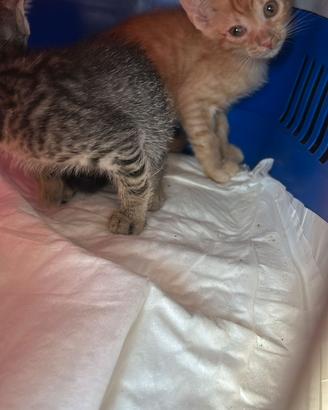 Gatti piccoli da sogno