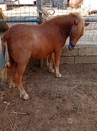 Pony appaloosa