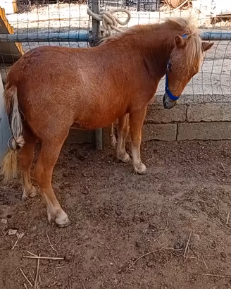 Pony appaloosa