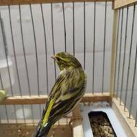 Ibridi , grandi cantori