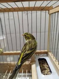 Ibridi , grandi cantori