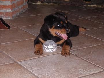 Rottweiler