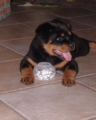 Rottweiler