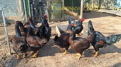Avicoli cornish (combattente indiano)