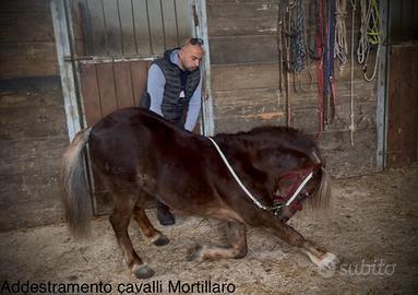 Addestramento poni