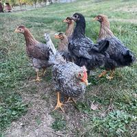 Galline Legbar (uova blu)