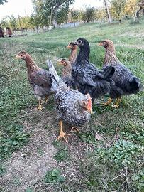 Galline Legbar (uova blu)