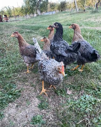 Galline Legbar (uova blu)