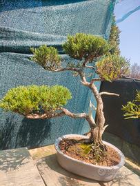 bonsai e prebonsai 
