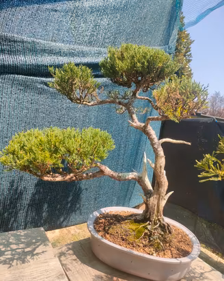 bonsai e prebonsai 