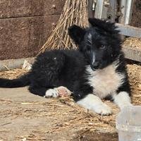 Border collie