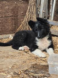 Border collie