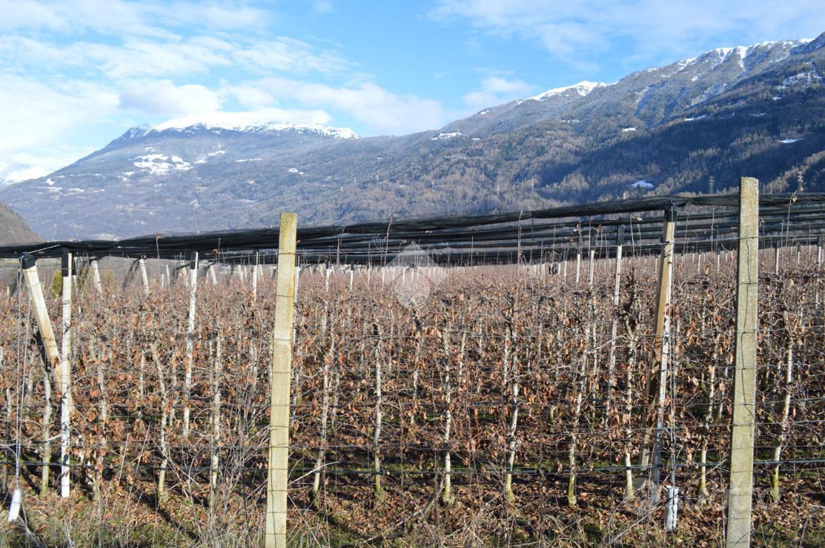 TERRENO A LOVERO - Vista 5