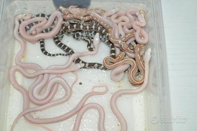 Serpente del grano