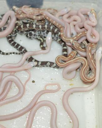 Serpente del grano