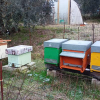 Sciami - nuclei d'api