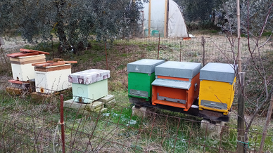 Sciami - nuclei d'api