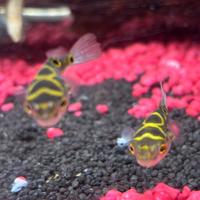 Pesce palla acqua dolce