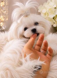 Maltese maschio