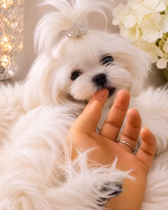 Maltese maschio