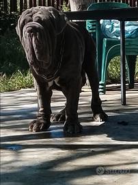 Mastino napoletano