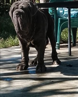 Mastino napoletano