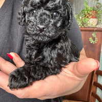 Cucciolo di barboncino nero