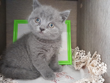 Scottish fold