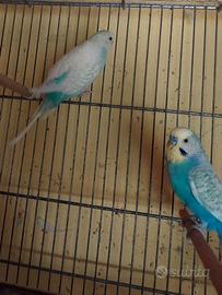 Coppia cocorite rainbow