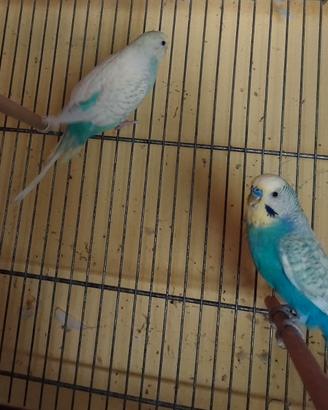 Coppia cocorite rainbow