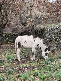 Asinello pezzato